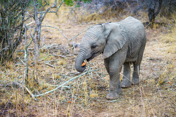 baby elephant in kruger national park, mpumalanga, south africa 39