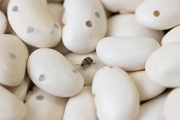 one bug ( Acanthoscelides obtectus ) are sitting on bean seeds.