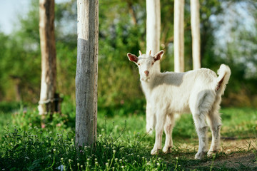 Obraz premium white goat in the farm