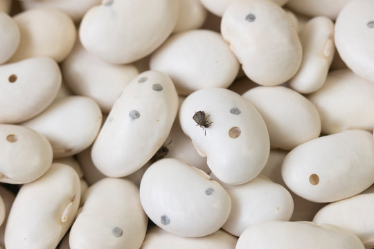 beetles ( Acanthoscelides obtectus ) are sitting on bean.