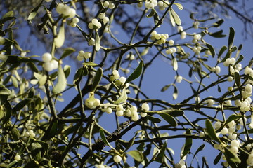 Weißbeerige Mistel (Viscum album) . White-berried Mistletoe
