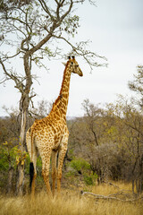 giraffes in kruger national park, mpumalanga, south africa 16