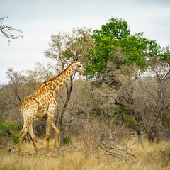 giraffes in kruger national park, mpumalanga, south africa 27
