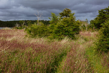 field of flowers