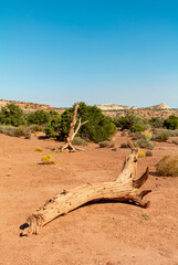 Moab, UTAH/ USA-october 9th 2019: Dead trees in the desert of CANYONLANDS NATIONAL PARK