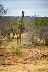 giraffes in kruger national park, mpumalanga, south africa 29