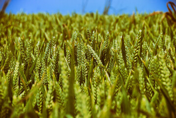 Green wheat field. Shallow depth of field.