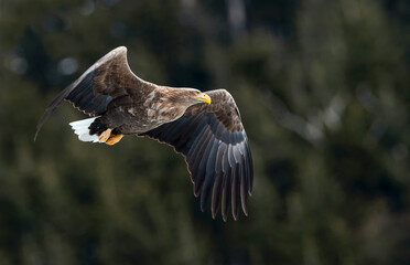 Adult White tailed eagle in flight. Mountain green forest background. Scientific name: Haliaeetus albicilla, also known as the ern, erne, gray eagle, Eurasian sea eagle and white-tailed sea-eagle.