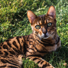 Bengal cat
