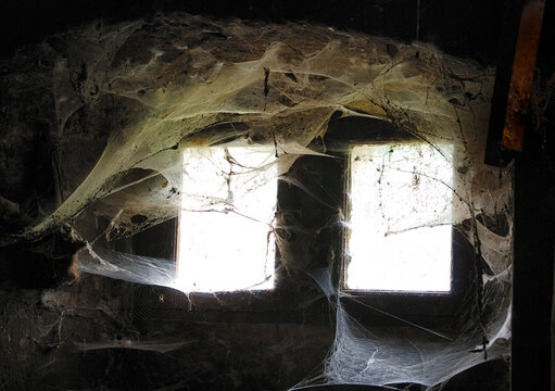 Spooky cave window wrapped in spiderwebs.