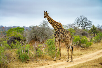giraffes in kruger national park, mpumalanga, south africa 36