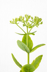 fiori e foglie di sedum su fondo bianco