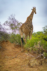 giraffes in kruger national park, mpumalanga, south africa 40