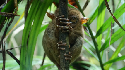 Tiny and cute looking primate Tarsier animal hanging on a tree on Bohol Island near Cebu City,...