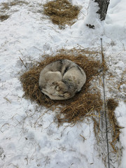 Sleeping husky