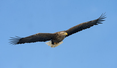 Adult white tailed eagle in flight. Blue sky background. Scientific name: Haliaeetus albicilla, also known as the ern, erne, gray eagle, Eurasian sea eagle and white-tailed sea-eagle.