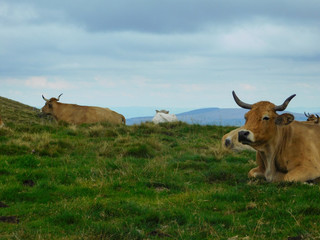 Belles vaches salers en Auvergne dont une regardant l'objectif avec de grandes cornes dans l'herbe bien verte et ciel gris nuageux