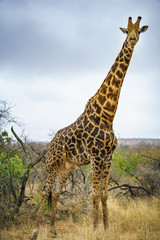 giraffes in kruger national park, mpumalanga, south africa 42