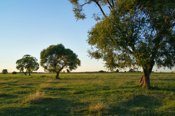 Biebrza National Park near Kopytkowo village, Podlasie, Poland