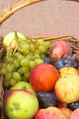 Basket of ripe fruit on harvest day