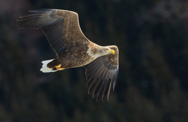 Adult White tailed eagle in flight. Mountain green forest background. Scientific name: Haliaeetus albicilla, also known as the ern, erne, gray eagle, Eurasian sea eagle and white-tailed sea-eagle.
