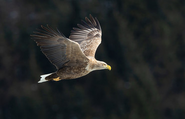 Adult White tailed eagle in flight. Mountain green forest background. Scientific name: Haliaeetus albicilla, also known as the ern, erne, gray eagle, Eurasian sea eagle and white-tailed sea-eagle.