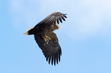 Adult White-tailed eagle with fish in flight. Blue sky background. Scientific name: Haliaeetus albicilla, the ern, erne, gray eagle, Eurasian sea eagle and white-tailed sea-eagle.