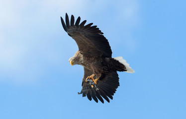 Adult White-tailed eagle with fish in flight. Blue sky background. Scientific name: Haliaeetus albicilla, the ern, erne, gray eagle, Eurasian sea eagle and white-tailed sea-eagle.