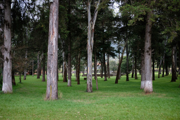 Área verde adyacente a zona arqueológica de Tzintzunzan