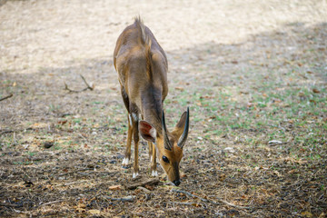 bushbuck in kruger national park, mpumalanga, south africa 1