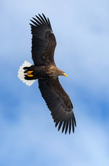 Adult white tailed eagle in flight. Blue sky background. Scientific name: Haliaeetus albicilla, also known as the ern, erne, gray eagle, Eurasian sea eagle and white-tailed sea-eagle.