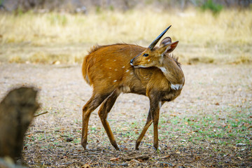 bushbuck in kruger national park, mpumalanga, south africa 11