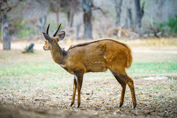 bushbuck in kruger national park, mpumalanga, south africa 9