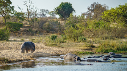 hippos in kruger national park, mpumalanga, south africa 12