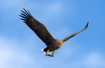 Adult White-tailed eagle with fish in flight. Blue sky background. Scientific name: Haliaeetus albicilla, the ern, erne, gray eagle, Eurasian sea eagle and white-tailed sea-eagle.