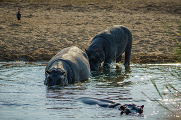 hippos in kruger national park, mpumalanga, south africa 15