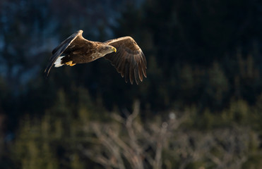 Adult White tailed eagle in flight. Mountain green forest background. Scientific name: Haliaeetus albicilla, also known as the ern, erne, gray eagle, Eurasian sea eagle and white-tailed sea-eagle.