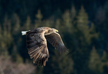 Adult White tailed eagle in flight. Mountain green forest background. Scientific name: Haliaeetus albicilla, also known as the ern, erne, gray eagle, Eurasian sea eagle and white-tailed sea-eagle.