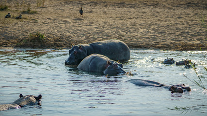hippos in kruger national park, mpumalanga, south africa 17