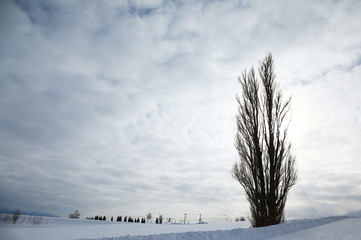 北海道　ケンとメリーの木