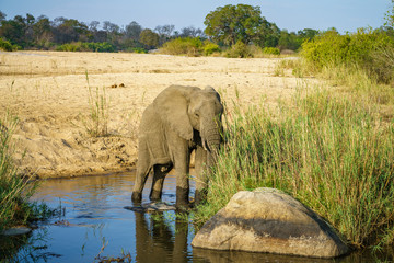 Obraz premium elephant in kruger national park, mpumalanga, south africa 1