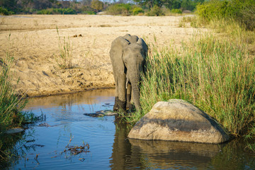 Fototapeta premium elephant in kruger national park, mpumalanga, south africa 9