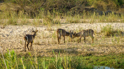 Fototapeta premium waterbucks in kruger national park, mpumalanga, south africa 3