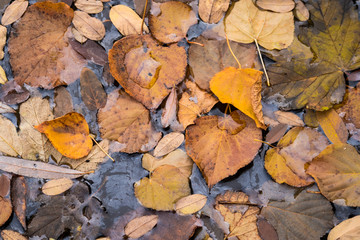 Herbstlaub auf Wasser