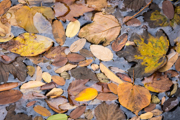Herbstlaub auf Wasser