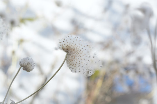 Fluffy Anemone Seeds