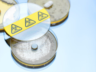 High angle view of drugs testing in petri dishes at laboratory