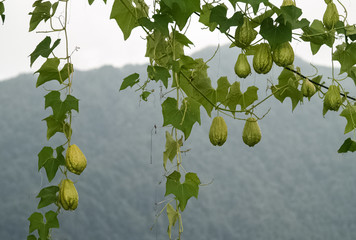 fresh green chayote on branch from organic farm