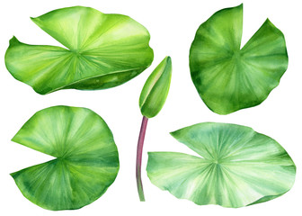 watercolor set of lotus leaves on an isolated white background