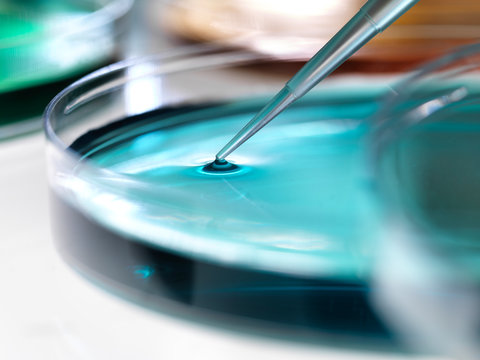 Close-up of samples pipetting in petri dish containing blue agar jelly for experiment at laboratory